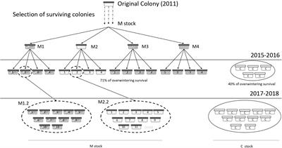 <mark class="highlighted">Grooming</mark> Behavior in Naturally Varroa-Resistant Apis mellifera Colonies From North-Central Argentina